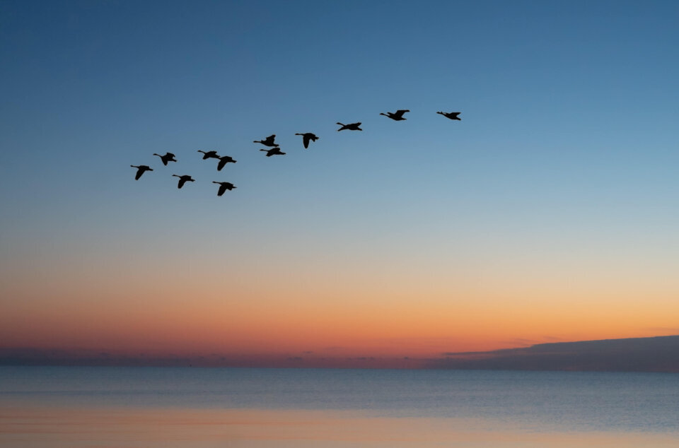 Birds migrating over sunset representing website migration